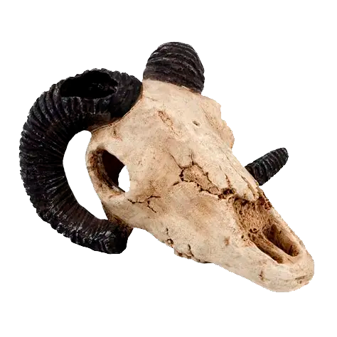 Craneo de Cordeo (Ritual)