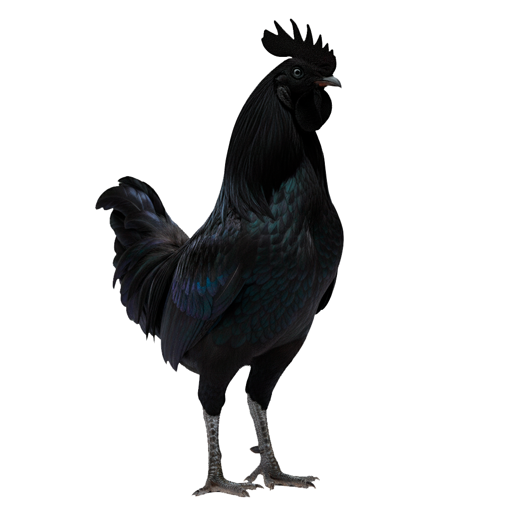 Gallo Ayam Cemani (Ritual)